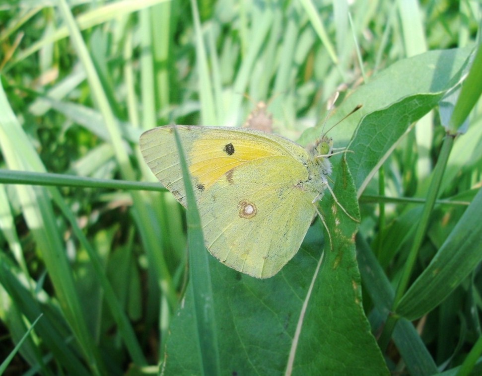 Farfalle di Valtellina, Valchiavenna, V.Poschiavo, Bregaglia